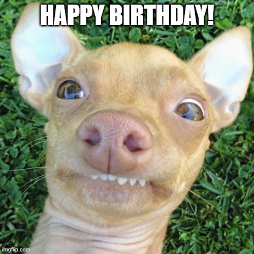 Cute Dog Happy Birthday Meme